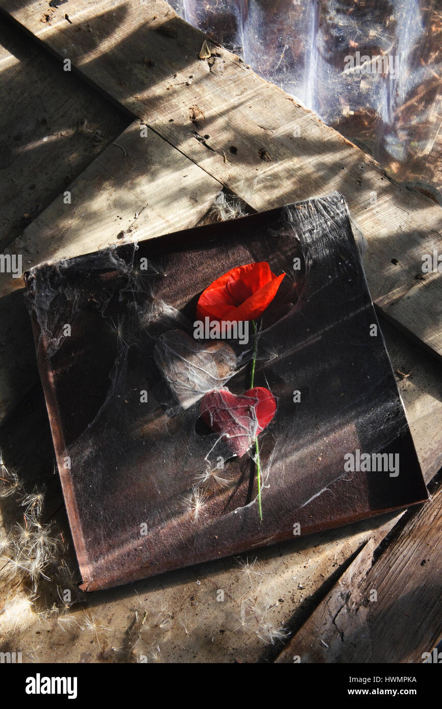 Champ rouge coquelicot, deux coeurs, et Rusty couvercle étain enveloppé dans d'araignée sur la vieille porte de bois Banque D'Images