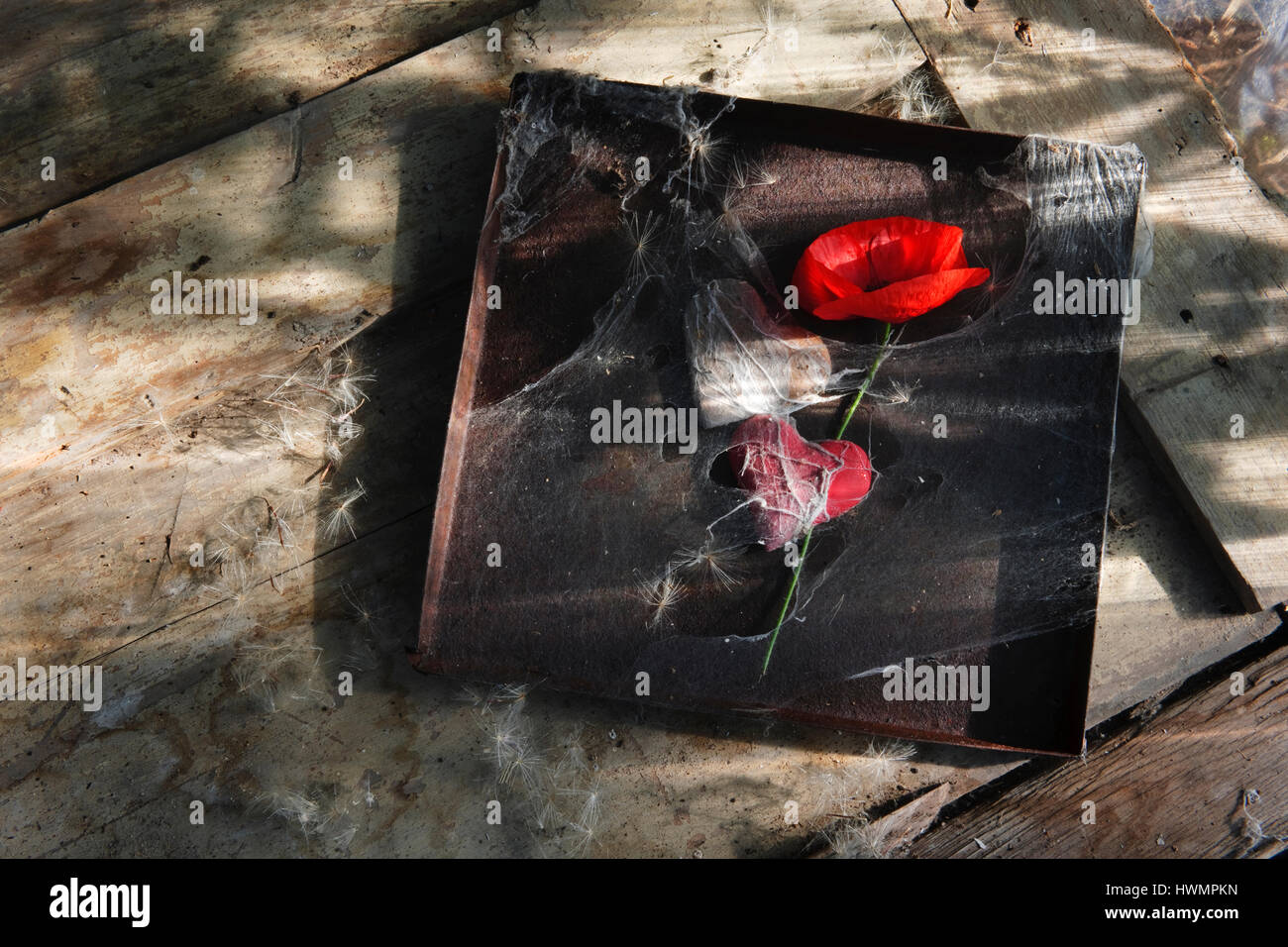 Champ rouge coquelicot, deux coeurs, et Rusty couvercle étain enveloppé dans d'araignée sur la vieille porte de bois Banque D'Images