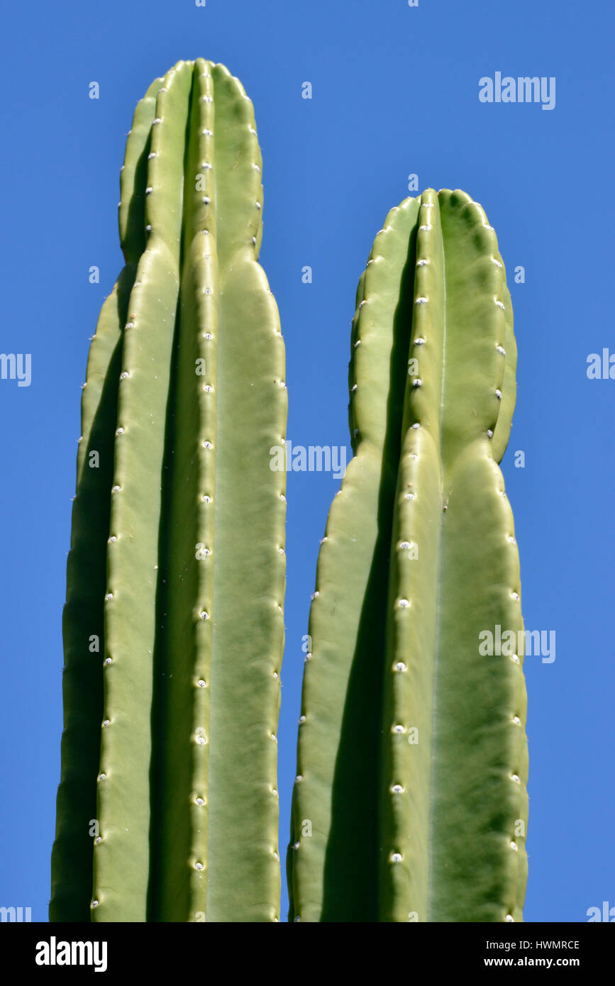 Image Portrait de deux Cereus ou photo:Château de fées, Cactus avec ciel bleu en arrière-plan. Banque D'Images