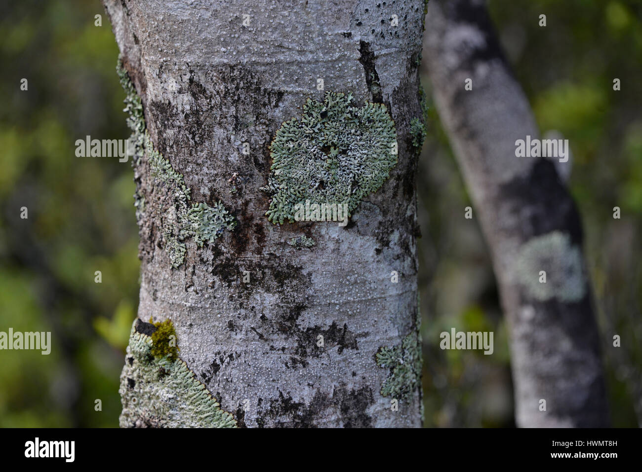 Lichen sur un tronc d'arbre, Franz Joseph Glacier, Nouvelle-Zélande. Banque D'Images