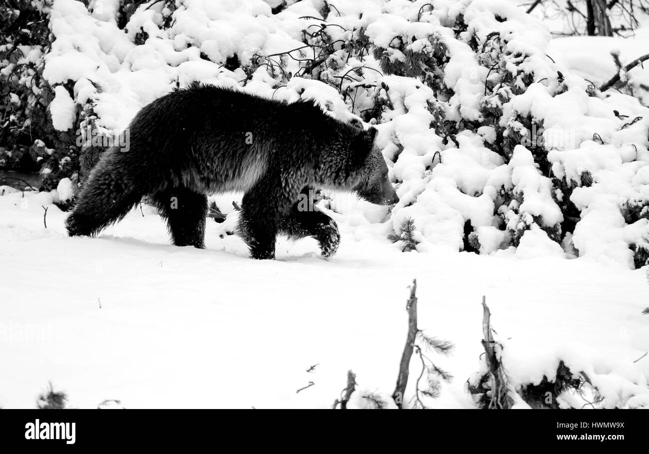 Un grizzly promenades à travers un paysage couvert de neige, le Parc National de Yellowstone, Wyoming, le 10 mai 2014. Image courtoisie Kimberly Shields/Parc National de Yellowstone. Banque D'Images