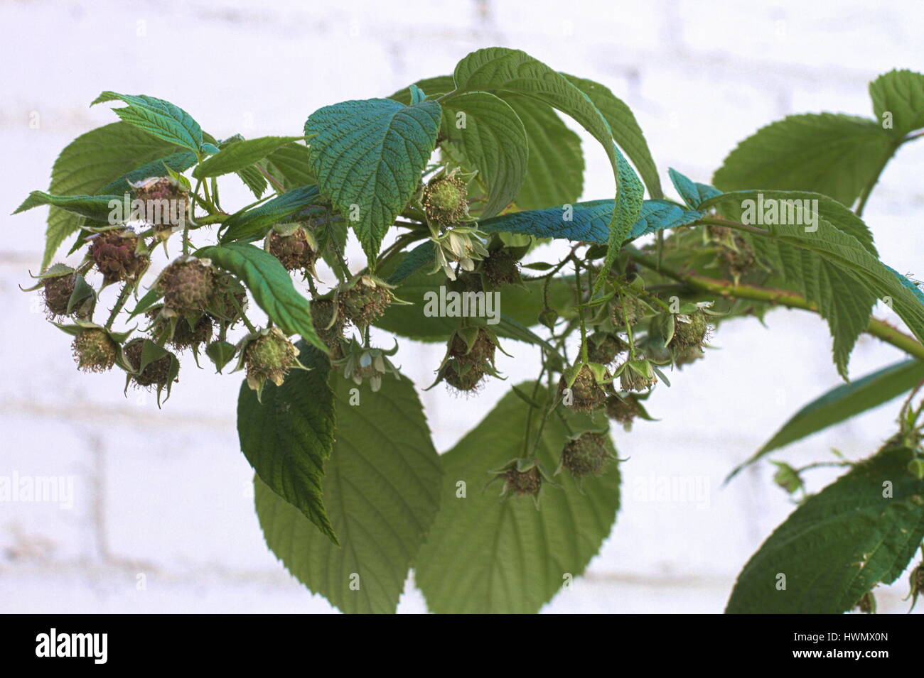 Framboises pas mûres sur une canne framboise vert contre l'arrière-plan en brique blanche. Banque D'Images
