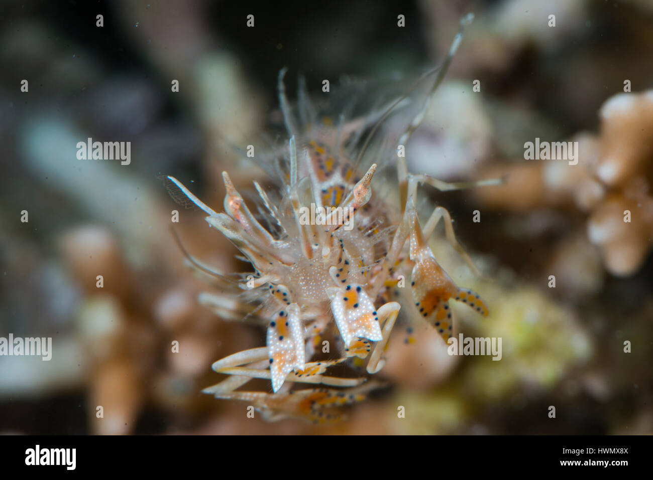 Crevettes tigrées, Phyllognathia ceratophthalma, natation sur Stoney Coral, Seriatopora hystrix, Anilao, Luzon, Philippines, du détroit de Guimaras Banque D'Images