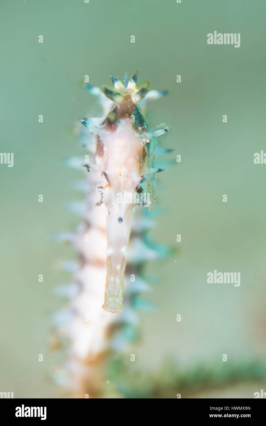 Une question épineuse, de l'Hippocampe Hippocampe hystrix, Anilao, les crevettes sur la tête, Anilao, Luzon, Philippines, du détroit de Guimaras Banque D'Images