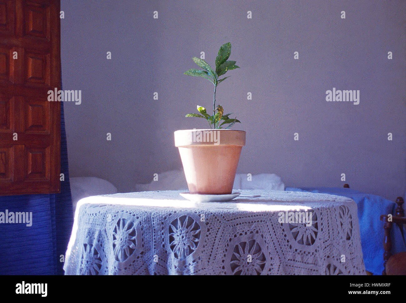 Plante en pot dans la maison rurale. Cuenca, Espagne. Banque D'Images