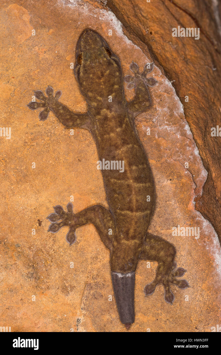 Géant de l'Ouest - le Gecko Grotte Kimberley, Australie occidentale Banque D'Images