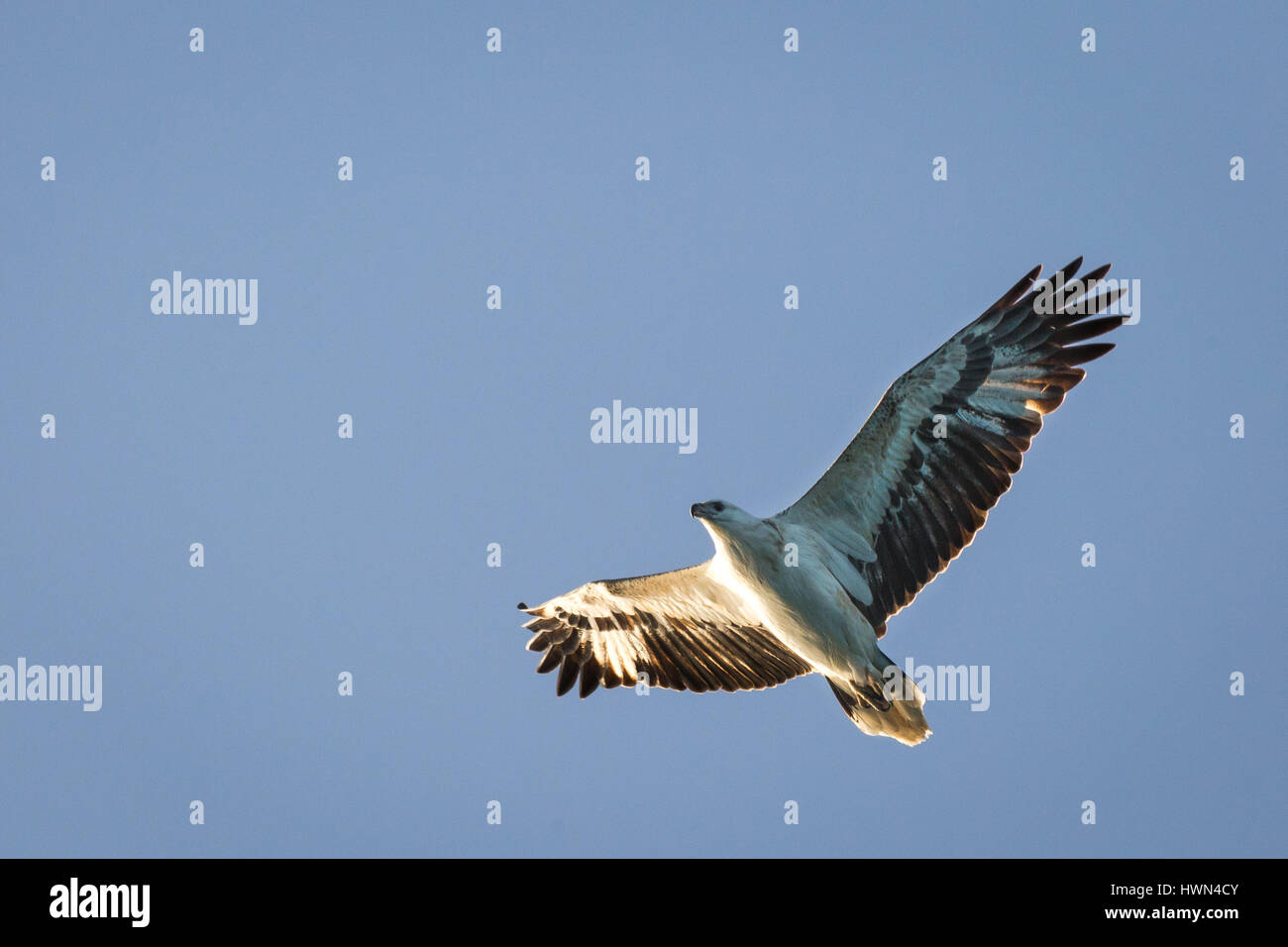 White-bellied Sea-Eagle Banque D'Images