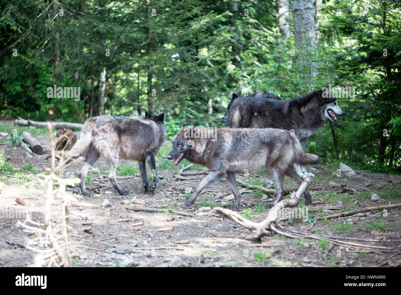 France, Alpes Maritimes, Saint Martin Vesubie, Alpha, le Parc des Loups du Mercantour Banque D'Images