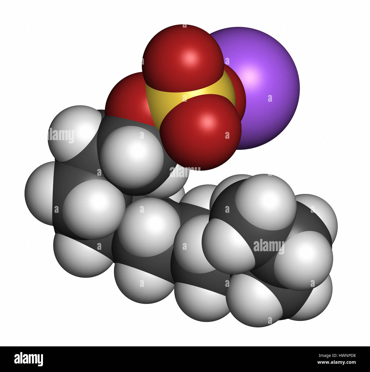 Le dodécylsulfate de sodium (SDS, laurylsulfate de sodium) molécule de surfactant. Couramment utilisé dans les produits de nettoyage. Le rendu 3D. Les atomes sont représentés comme des sp Banque D'Images