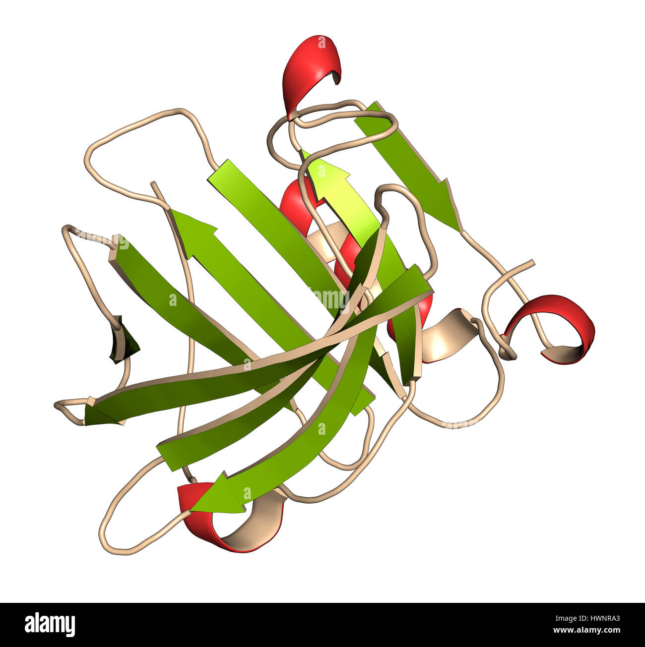 La protéine bêta-lactoglobuline bovine, structure 3D. Les principales protéines de lactosérum, présent dans le lait de vache. Allergène alimentaire important. Caricature de représentation avec seconda Banque D'Images