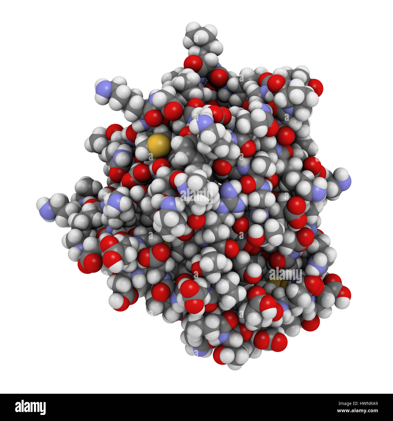 La protéine bêta-lactoglobuline bovine, structure 3D. Les principales protéines de lactosérum, présent dans le lait de vache. Allergène alimentaire important. Les atomes sont représentés comme des sphères wi Banque D'Images