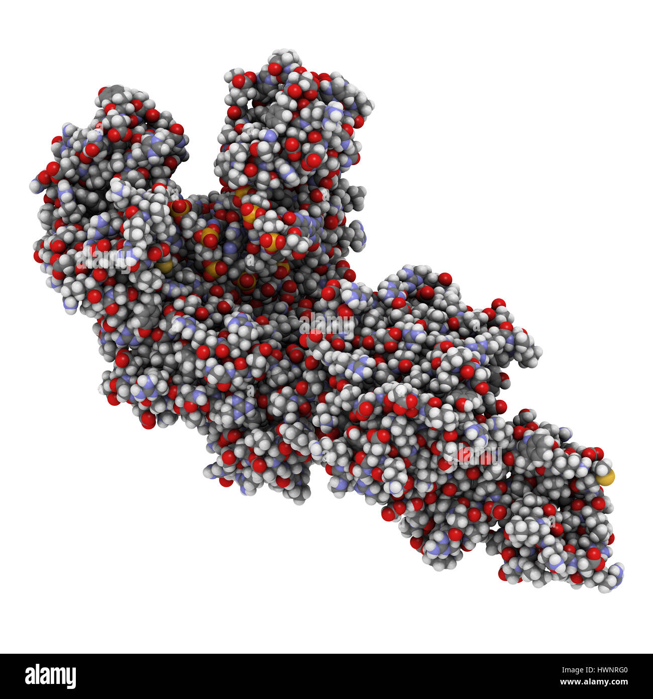 La Taq polymérase (Thermus aquaticus) polymérase enzyme liée à l'ADN