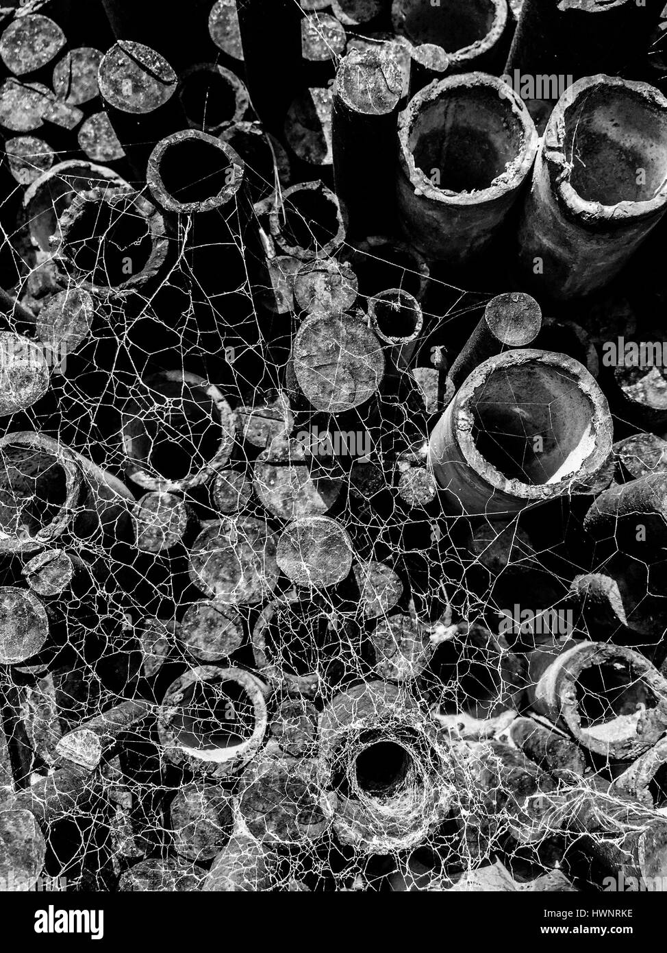 Vieux tuyaux rouillés recouverts d'araignée. Verticale de l'image noir et blanc Banque D'Images