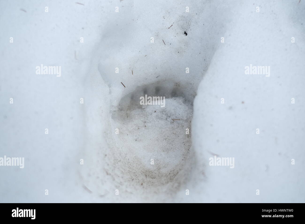 À l'intérieur de l'ancienne forêt de Strambu Baiut, à 800 mètres d'altitude les ours mâles signes sont un signe de leur fin de l'hibernation. Banque D'Images