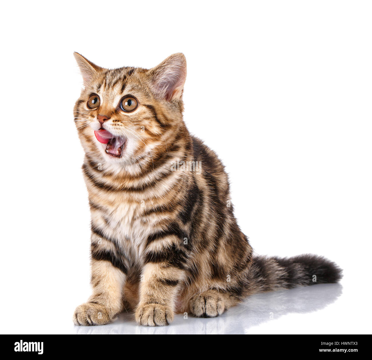 Bouche de chaton ouverte Banque de photographies et d’images à haute résolution Alamy