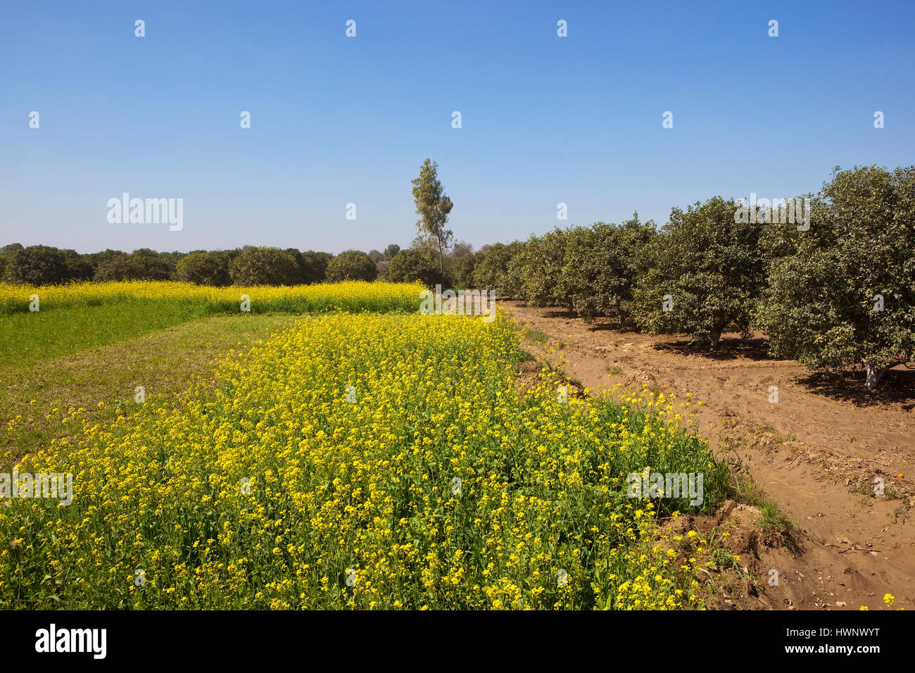 Le Rajasthan coloré paysage avec la floraison des cultures de moutarde et les orangers sous un ciel bleu Banque D'Images