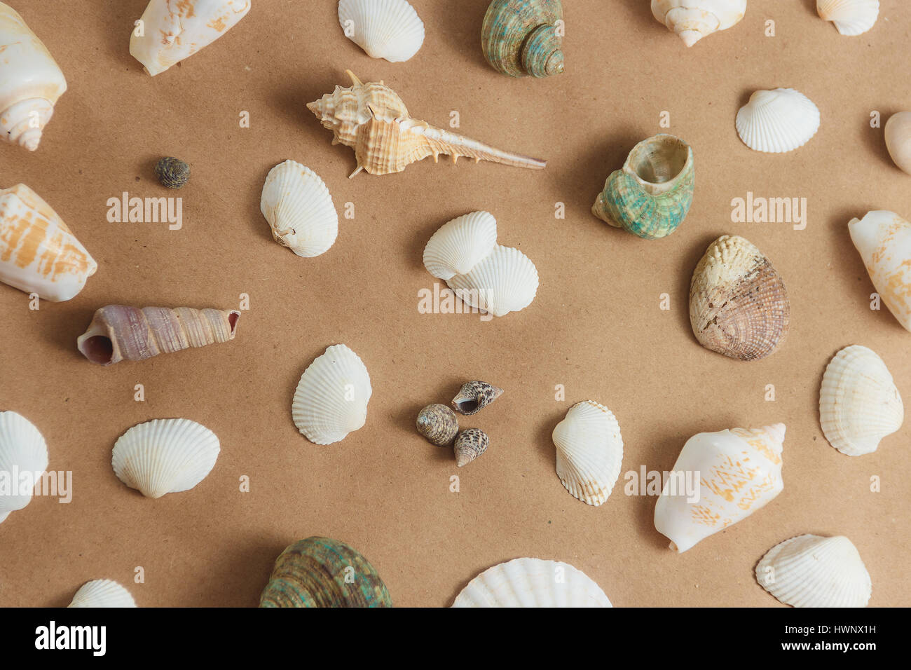 Les coquillages sur fond clair. vue plate Banque D'Images