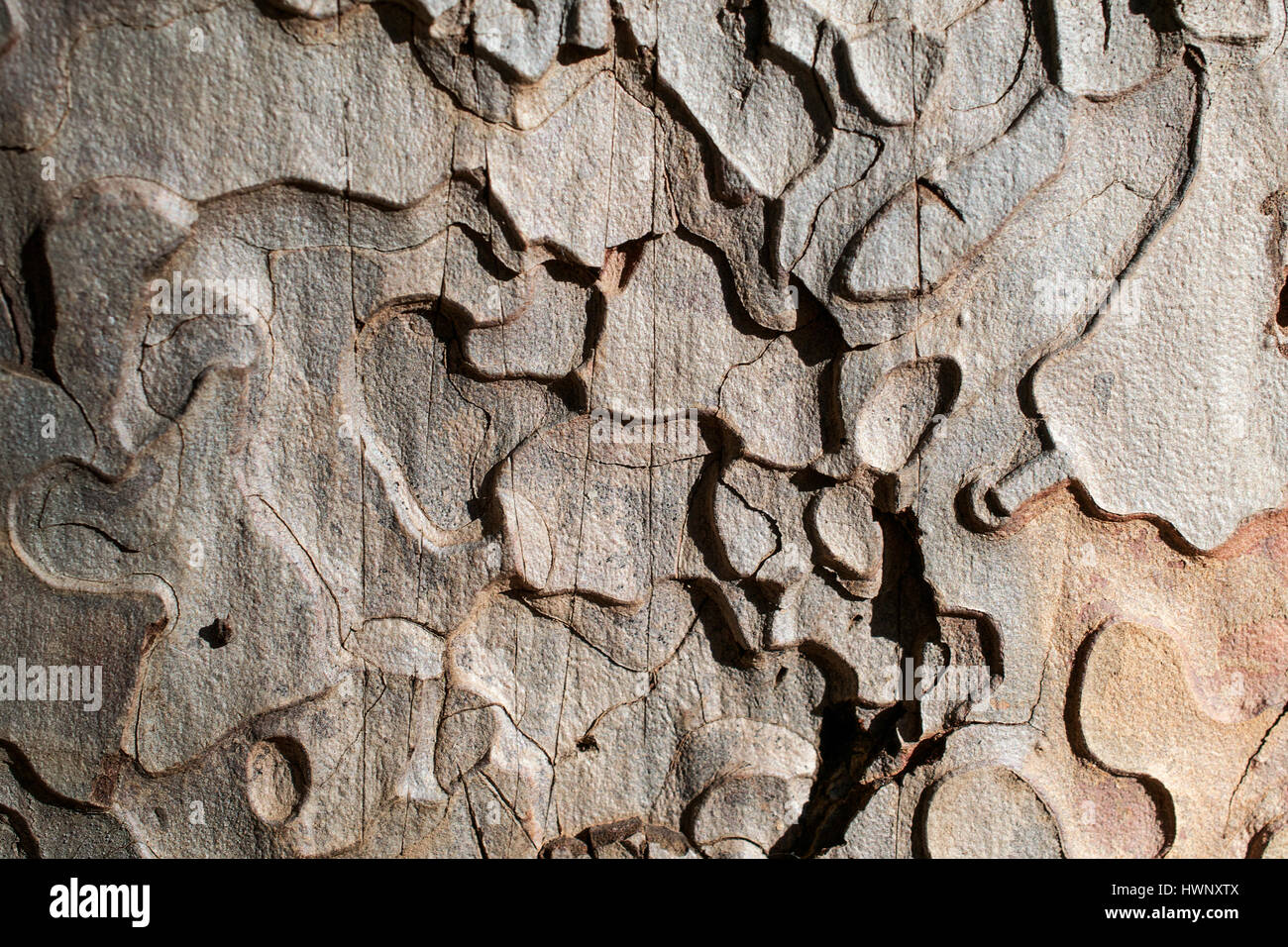 Gros plan sur l'écorce de pin ponderosa, le Pinus ponderosa - texture ou d'arrière-plan Banque D'Images
