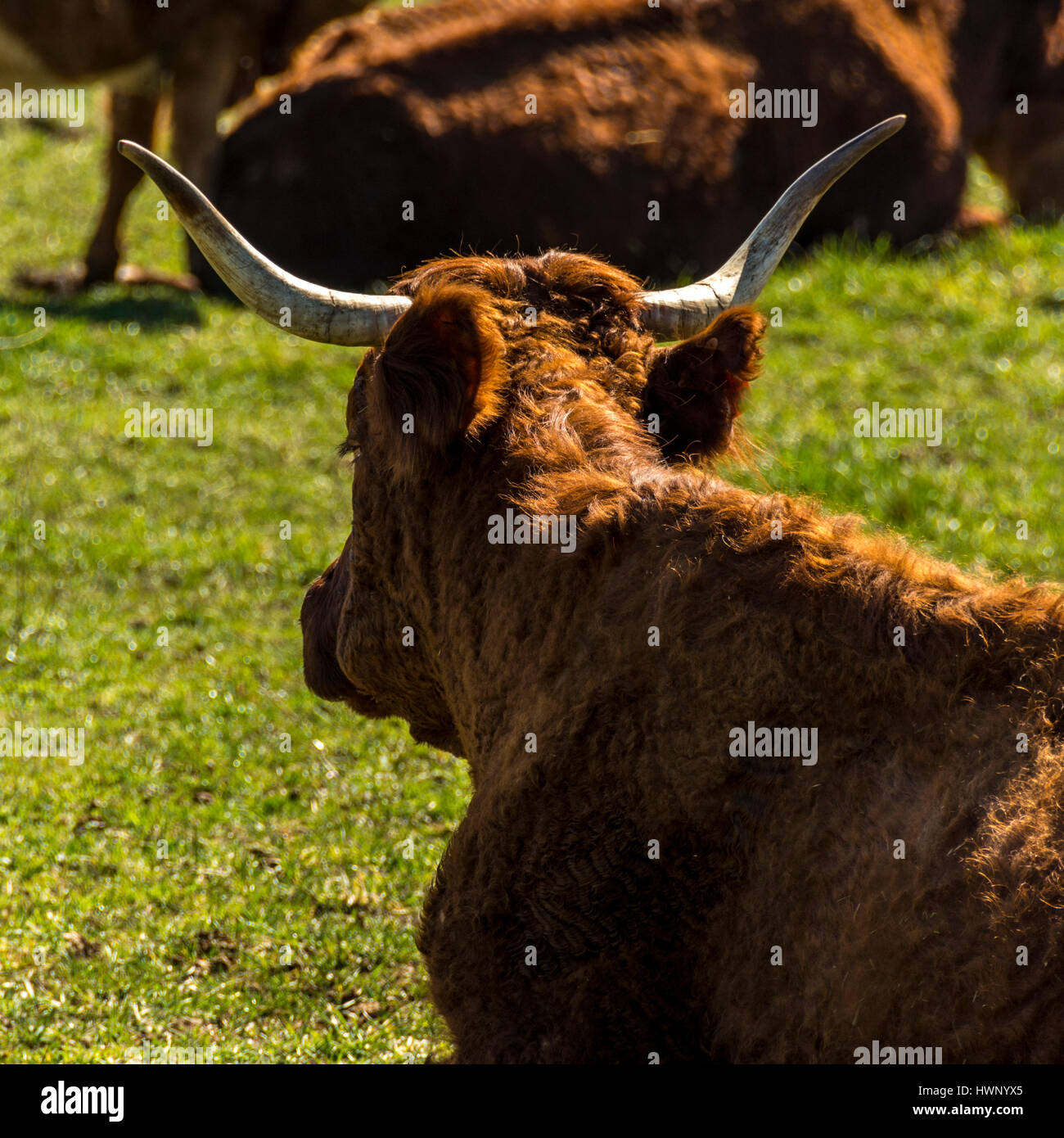 Vache Salers Banque D'Images