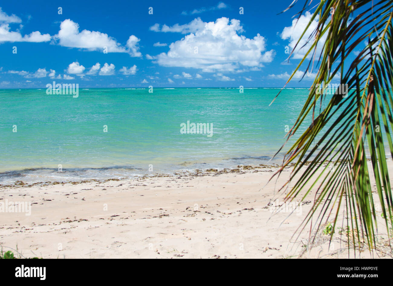 Les vacances à la plage : mer turquoise de Patacho Beach, Alagoas, Brésil, considéré comme l'une des plus belles plages du Brésil. Banque D'Images