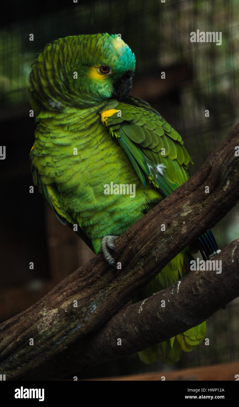 La dernière chose que -à la façade Turquoise amazon (Amazona aestiva) nettoyer ses plumes. Voyage d'observation des oiseaux : Parc National d'Iguaçu, Paraná, Brésil Banque D'Images
