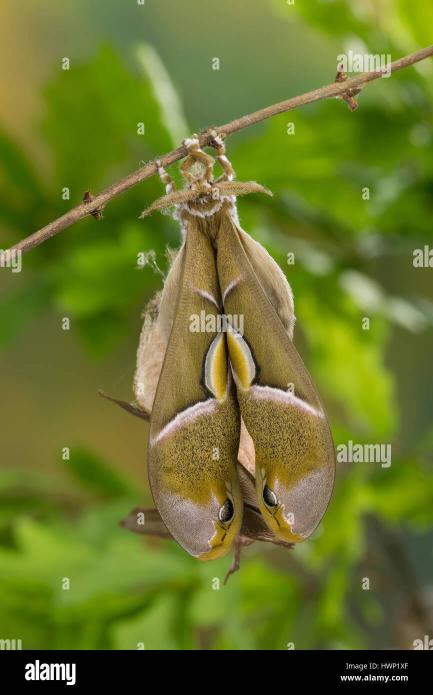 Götterbaum-Spinner Götterbaumspinner Ailanthus-Spinner,,,, Ailanthusspinner Schlupf aus dem Kokon, Puppenkokon, se métamorphosent, Samia cynthia, Ailanthus Banque D'Images