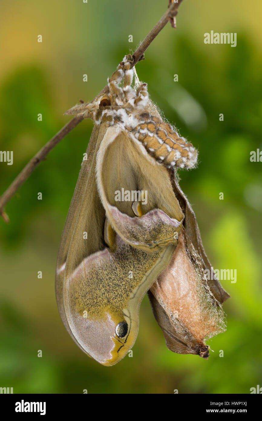 Götterbaum-Spinner Götterbaumspinner Ailanthus-Spinner,,,, Ailanthusspinner Schlupf aus dem Kokon, Puppenkokon, se métamorphosent, Samia cynthia, Ailanthus Banque D'Images
