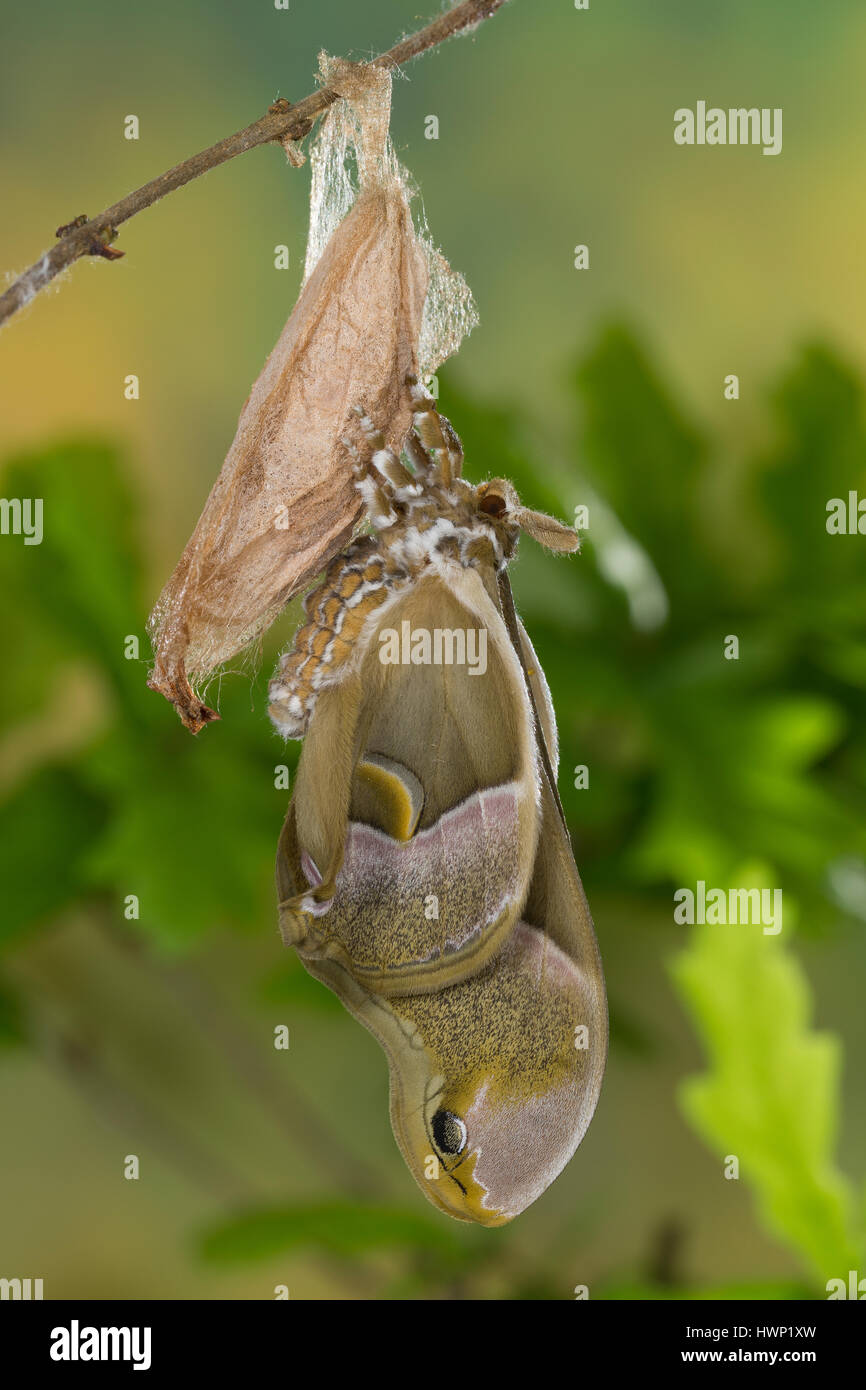 Götterbaum-Spinner Götterbaumspinner Ailanthus-Spinner,,,, Ailanthusspinner Schlupf aus dem Kokon, Puppenkokon, se métamorphosent, Samia cynthia, Ailanthus Banque D'Images