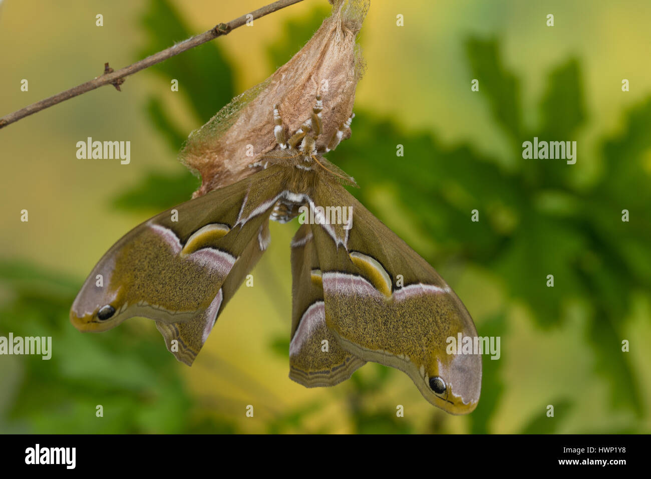 Götterbaum-Spinner Götterbaumspinner Ailanthus-Spinner,,,, Ailanthusspinner Schlupf aus dem Kokon, Puppenkokon, se métamorphosent, Samia cynthia, Ailanthus Banque D'Images