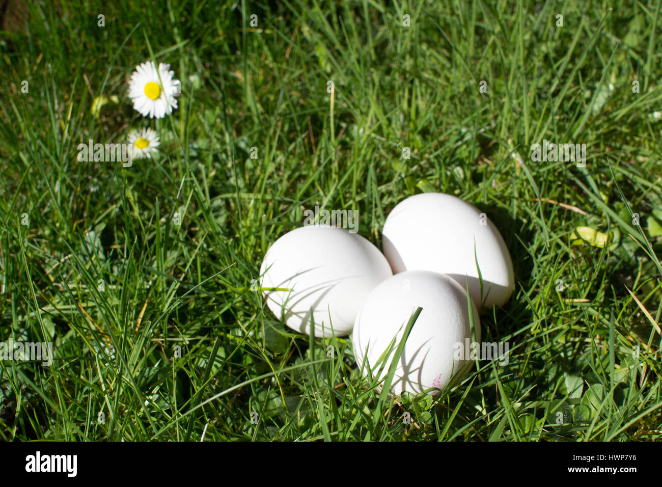 Trois Œufs blancs sur pelouse avec Daisies Banque D'Images