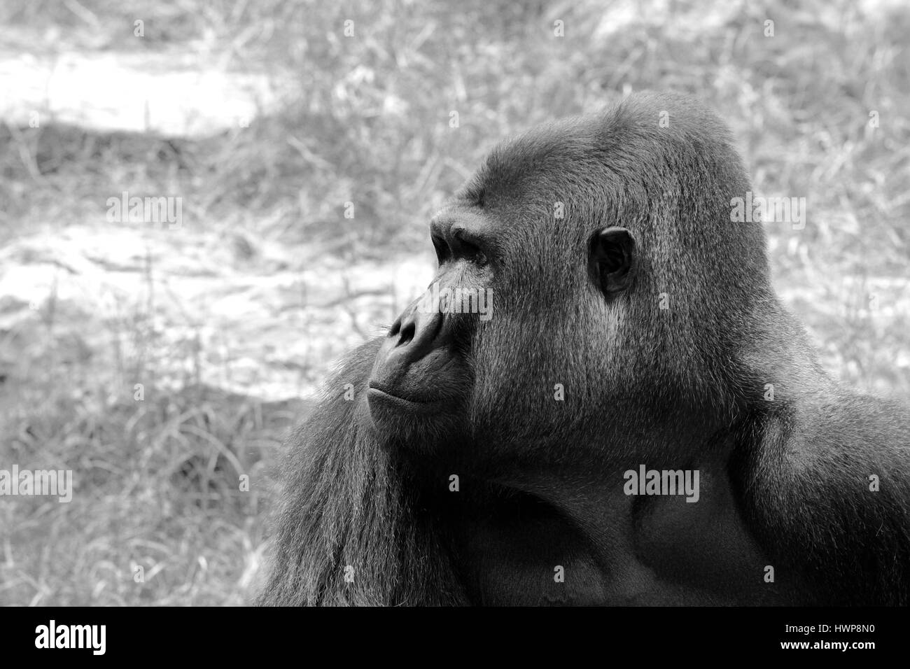 Le plus gros gorilles genre existantes des primates par taille, qui habitent les forêts d'Afrique centrale. Banque D'Images