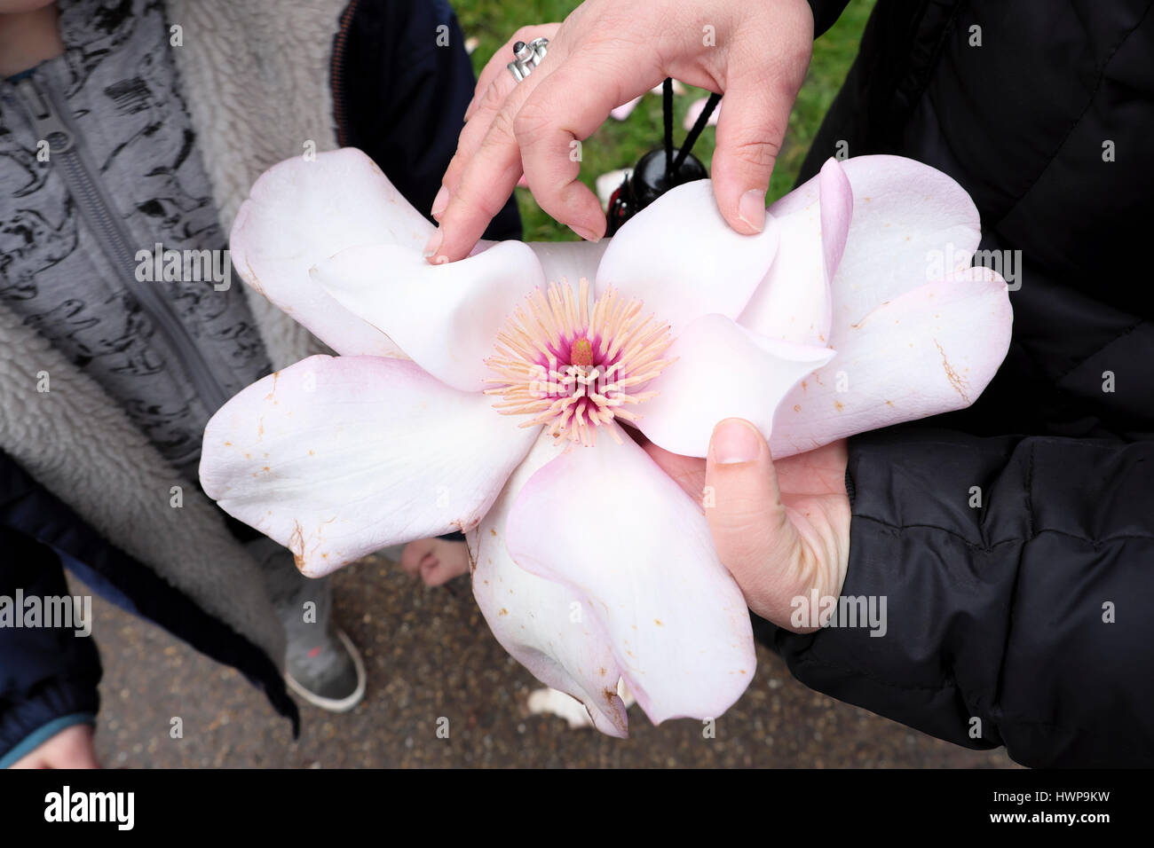 Femme tenant une fleur de magnolia dans Bute Park spring montrant à un enfant part close-up modèle Cardiff Wales UK KATHY DEWITT Banque D'Images