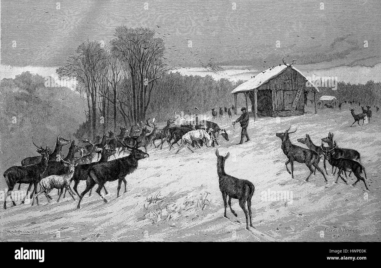 L'alimentation d'hiver dans les bois, chevreuils, cerfs, chevreuils viennent à la mangeoire, crip, reproduction d'une gravure originale de l'année 1882, l'amélioration numérique Banque D'Images