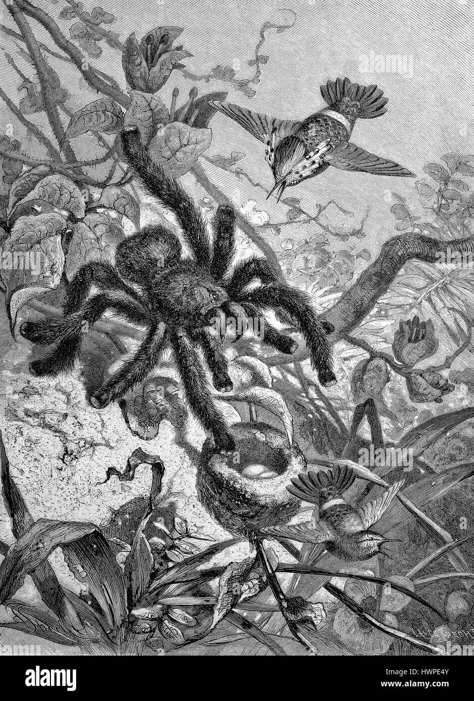 Un oiseau-araignée manger envahit un nid de l'oiseau-mouche, reproduction d'une gravure originale de l'année 1882, l'amélioration numérique Banque D'Images