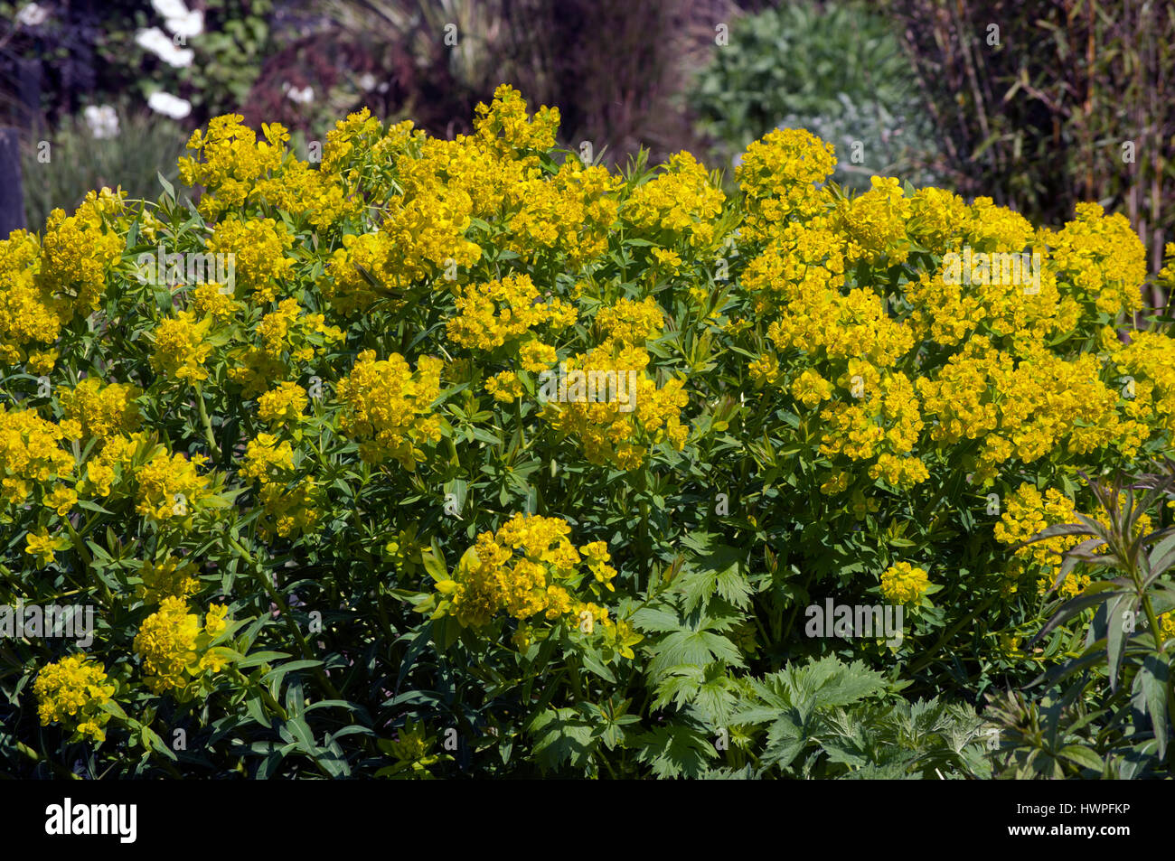 EUPHORBIA PALUSTRIS Banque D'Images