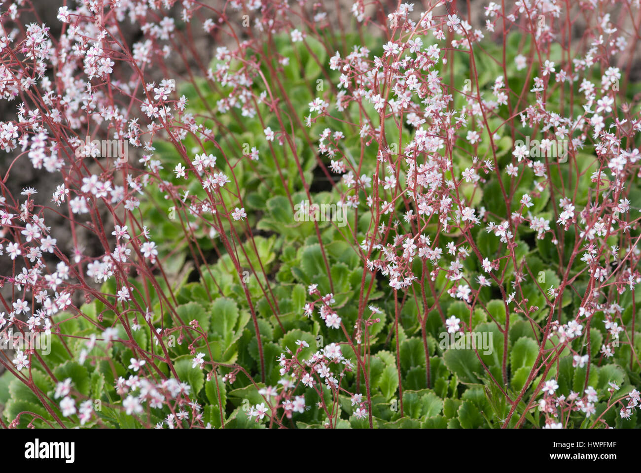 SAXIFRAGA URBIUM X Banque D'Images