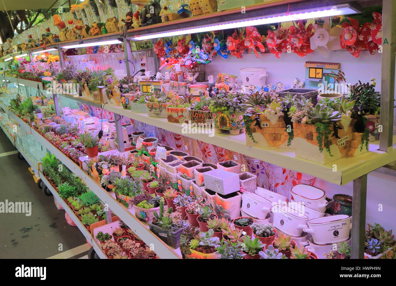 Cactus fleur et affichage à l'Jianguo Marché aux Fleurs week-end à Taipei à Taiwan. Marché aux Fleurs Jianguo est un grand marché aux fleurs où les habitants peuvent acheter des Banque D'Images