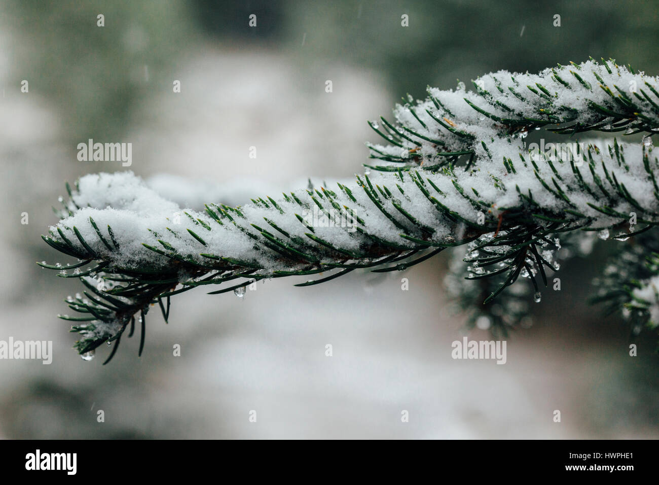 Close-up of plant Banque D'Images