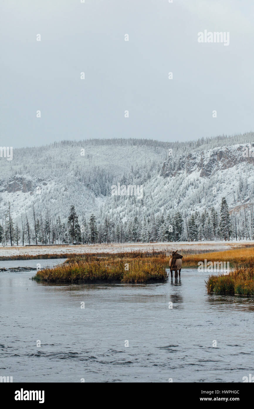 Debout dans Elk Lake contre snowcapped mountain Banque D'Images