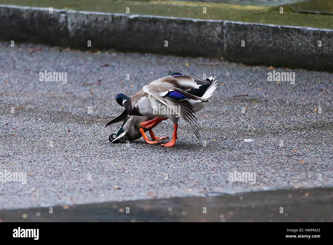 Downing Street, London, UK. Mar 22, 2017. Deux canards combats à Downing Street Crédit : Dinendra Haria/Alamy Live News Banque D'Images