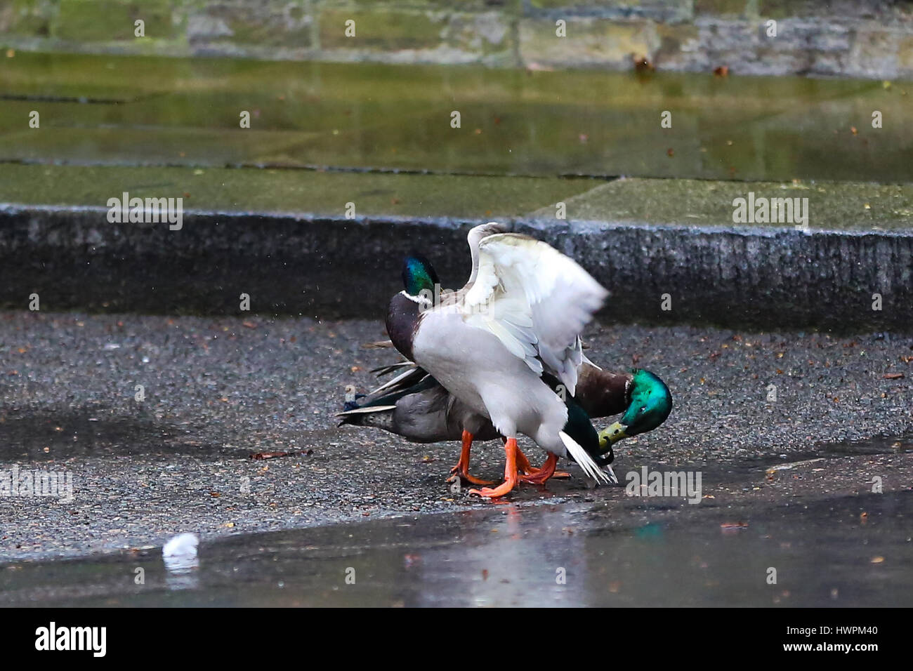 Downing Street, London, UK. Mar 22, 2017. Deux canards combats à Downing Street Crédit : Dinendra Haria/Alamy Live News Banque D'Images