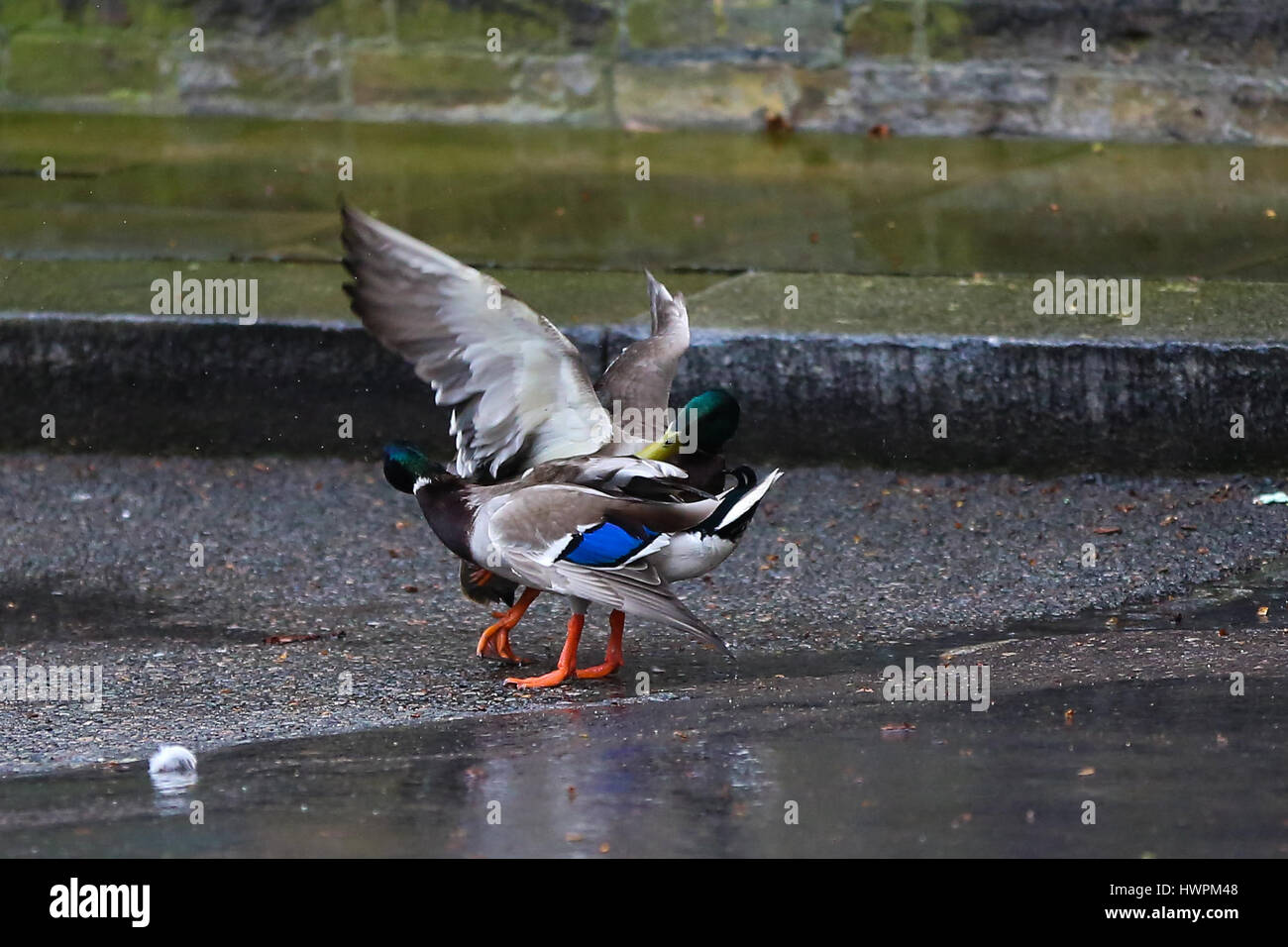 Downing Street, London, UK. Mar 22, 2017. Deux canards combats à Downing Street Crédit : Dinendra Haria/Alamy Live News Banque D'Images