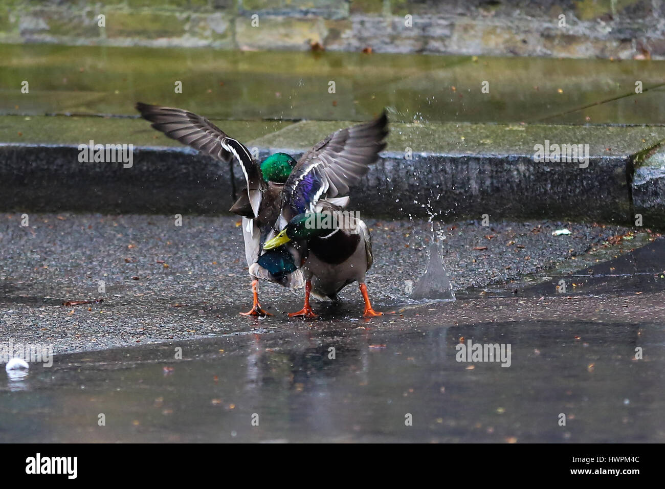 Downing Street, London, UK. Mar 22, 2017. Deux canards combats à Downing Street Crédit : Dinendra Haria/Alamy Live News Banque D'Images