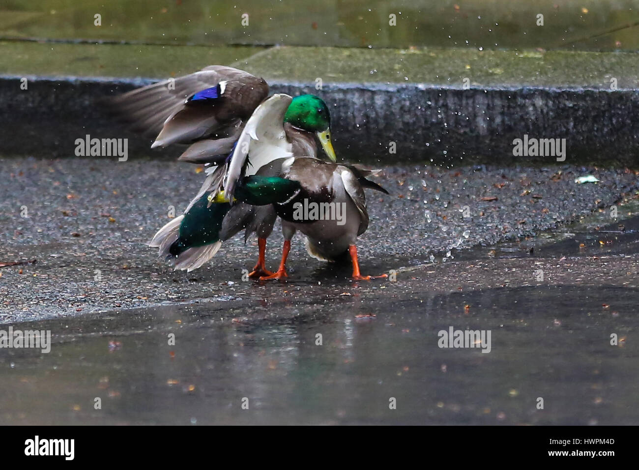 Downing Street, London, UK. Mar 22, 2017. Deux canards combats à Downing Street Crédit : Dinendra Haria/Alamy Live News Banque D'Images