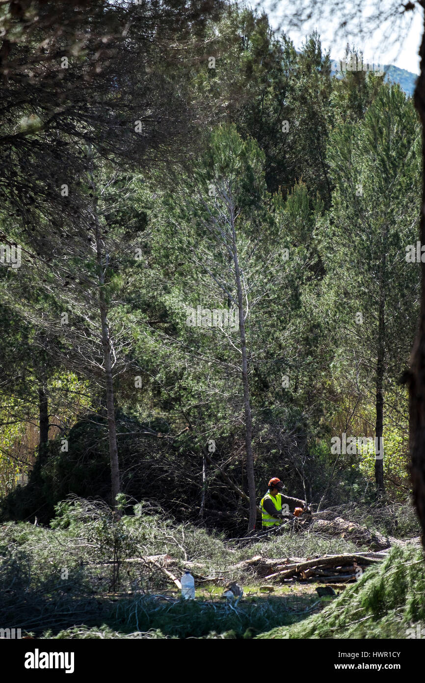 Sant Cugat del Valles, Barcelone, Espagne - 3 Avril 2017 : La forêt est exploitée pour construire sur des espaces verts. Banque D'Images