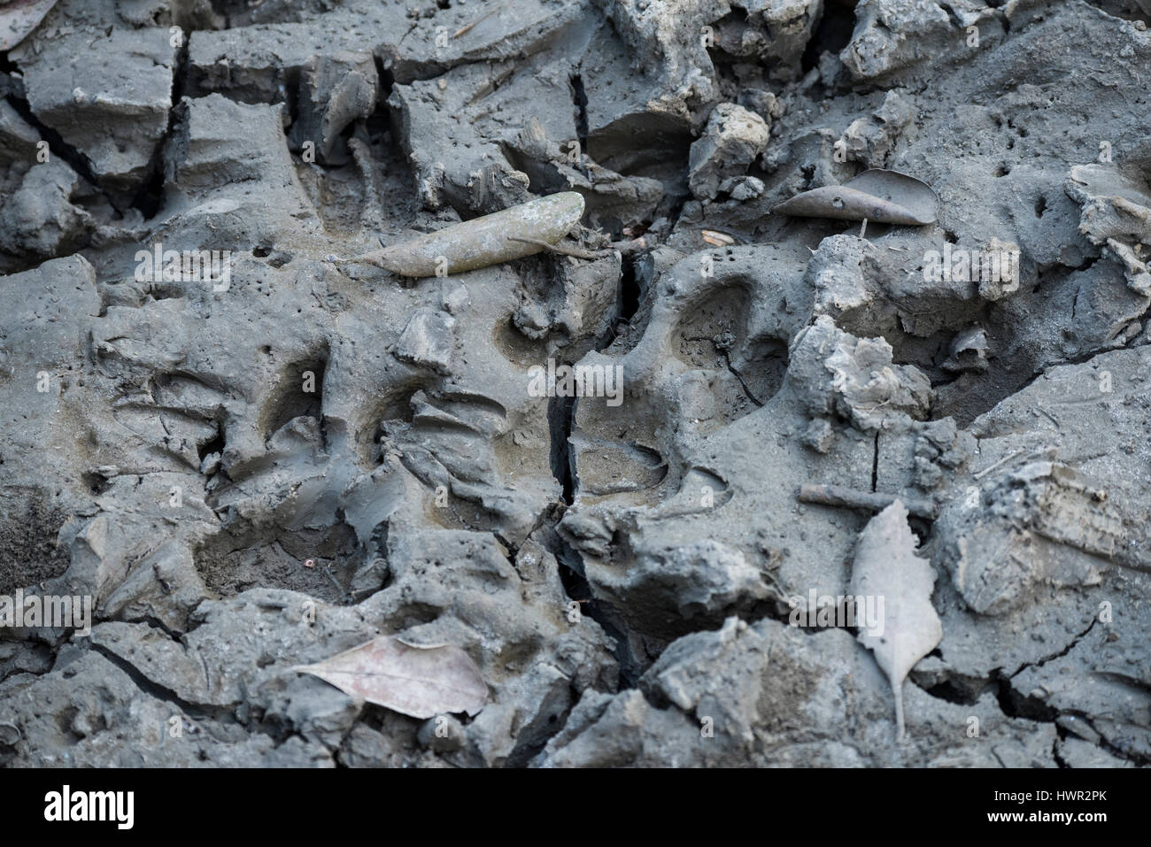 Le Bangladesh, les Sundarbans ('belle forêt') près de Parc National des Sundarbans Hiron Point. L'UNESCO. Tigre du Bengale (Panthera tigris tigris) paw print dans Banque D'Images