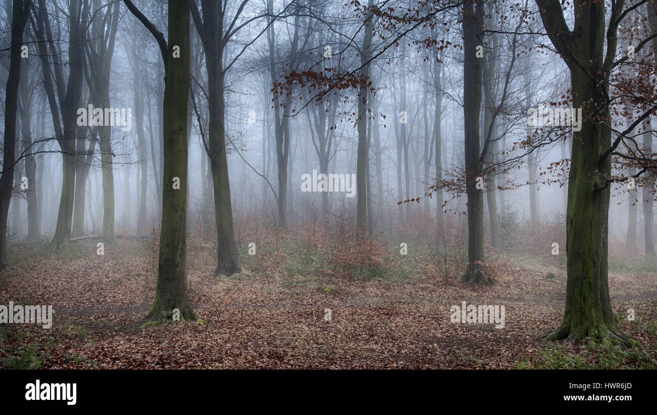 Blickling Woods dans le brouillard Banque D'Images