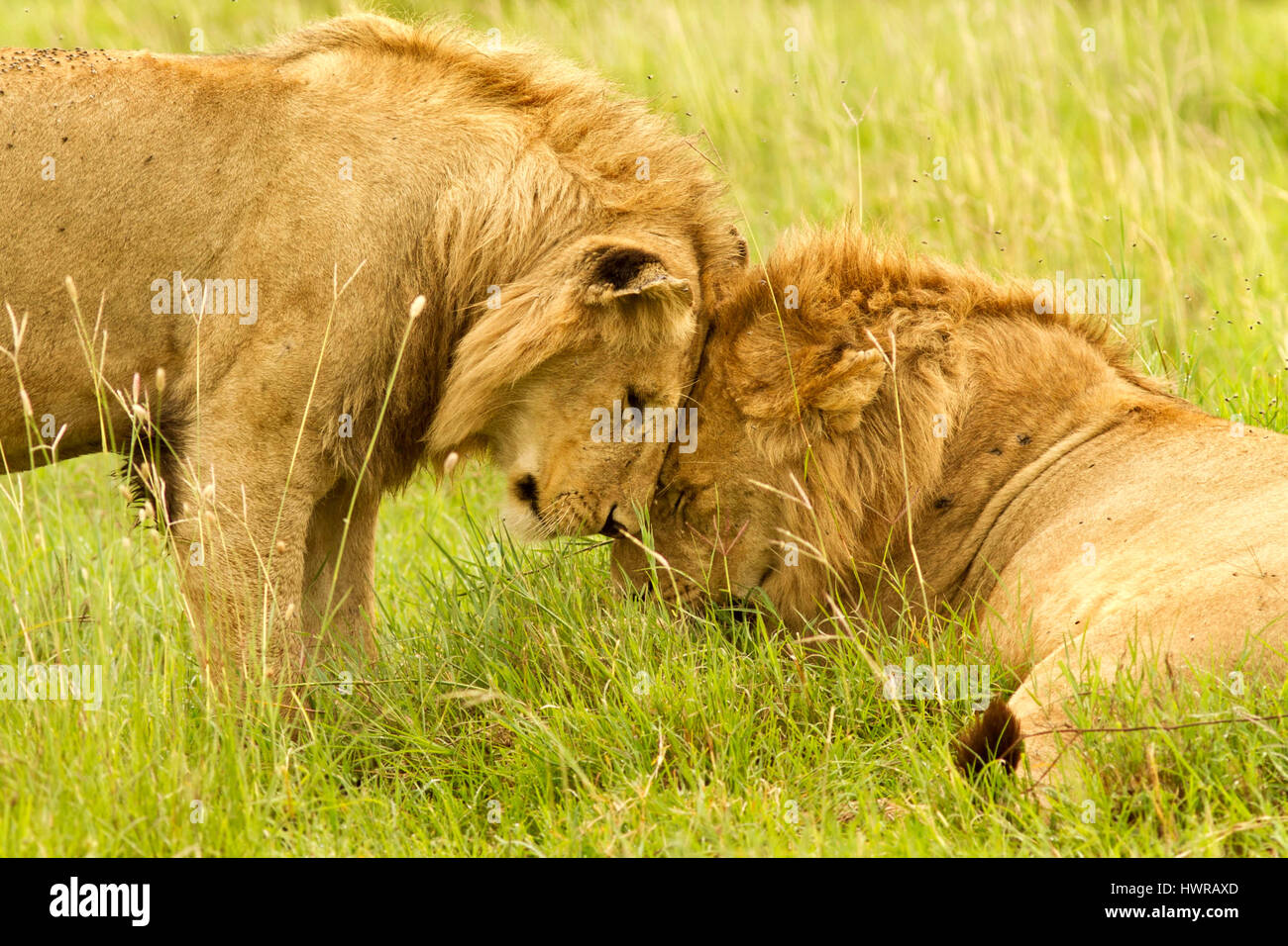 L'affection entre les lions Banque D'Images