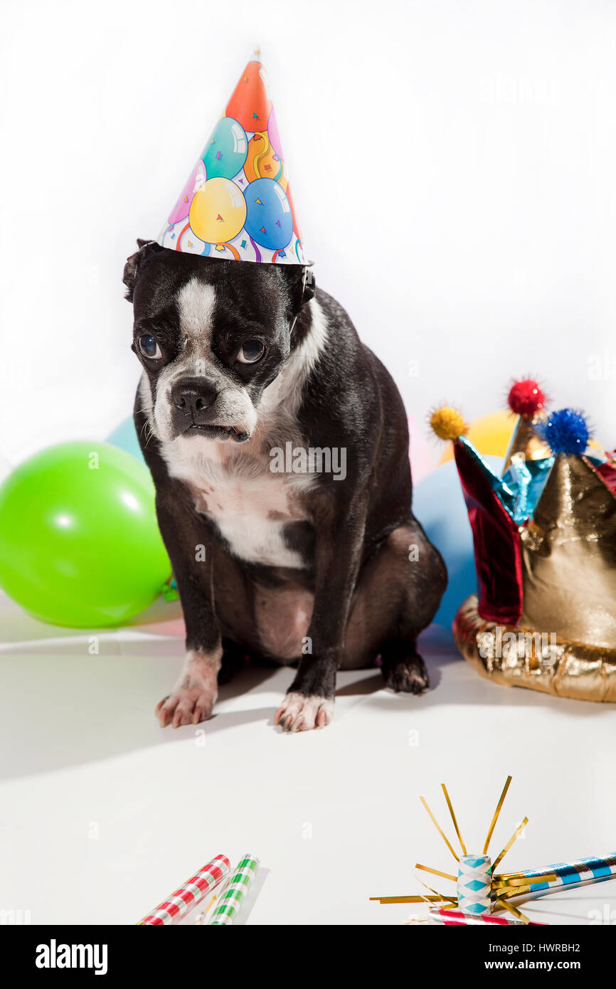 Boston terrier triste sur son anniversaire. Ballons colorés, des chapeaux, flûtes isolé sur blanc. Chien dans la moue avant de l'appareil photo. Fille d'anniversaire. Banque D'Images