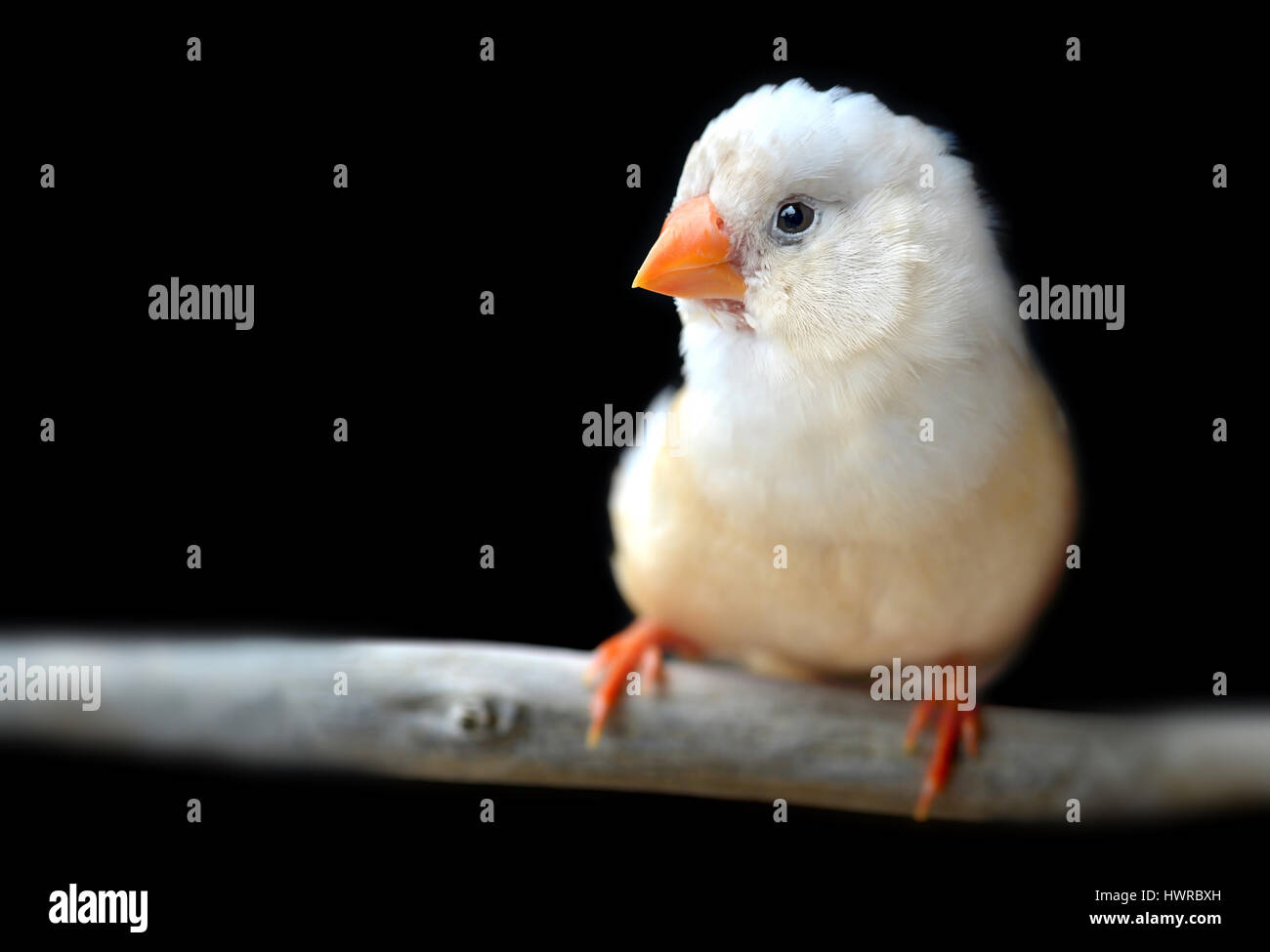 Crème clair couleur Zebra finch-oiseau en cage pour animal de photo avec flash l'éclairage. Banque D'Images